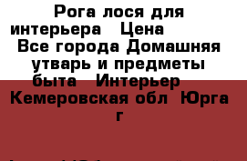 Рога лося для интерьера › Цена ­ 3 300 - Все города Домашняя утварь и предметы быта » Интерьер   . Кемеровская обл.,Юрга г.